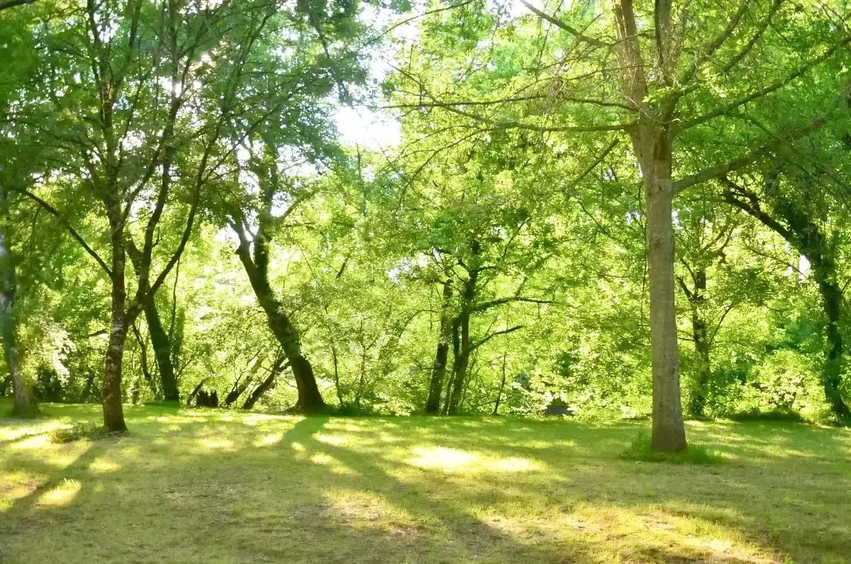 environnement camping belles rives emplacement