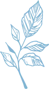 feuille icone belles rives